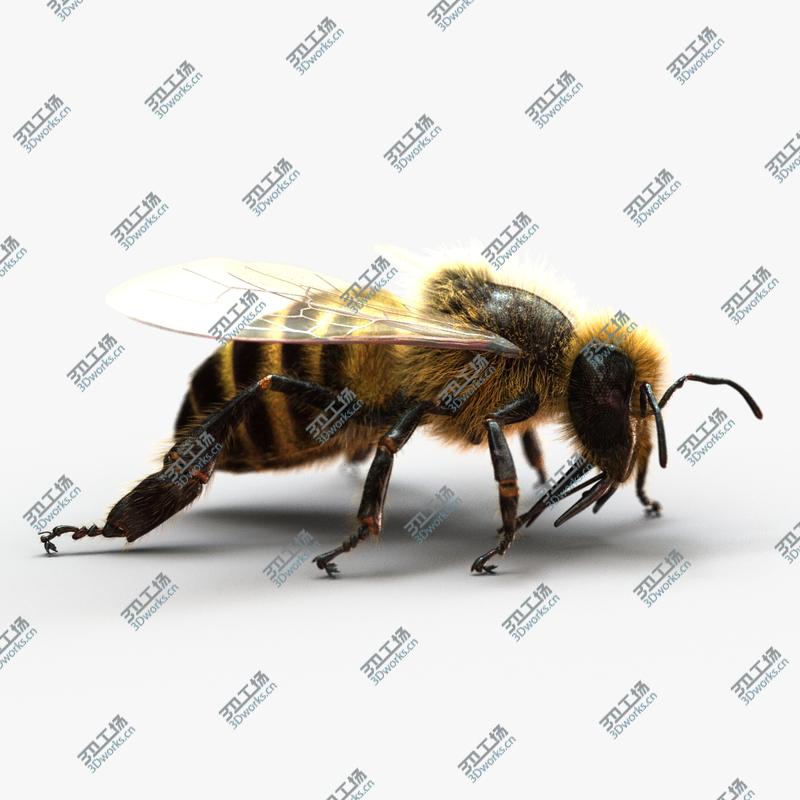 images/goods_img/20210313/3D Honeybee (2) (FUR) 3D model/1.jpg